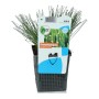 Frauenhaargras im Topf, Scirpus cernuus, von GROW by OBI. Sauerstoffpflanze für den Gartenteich.