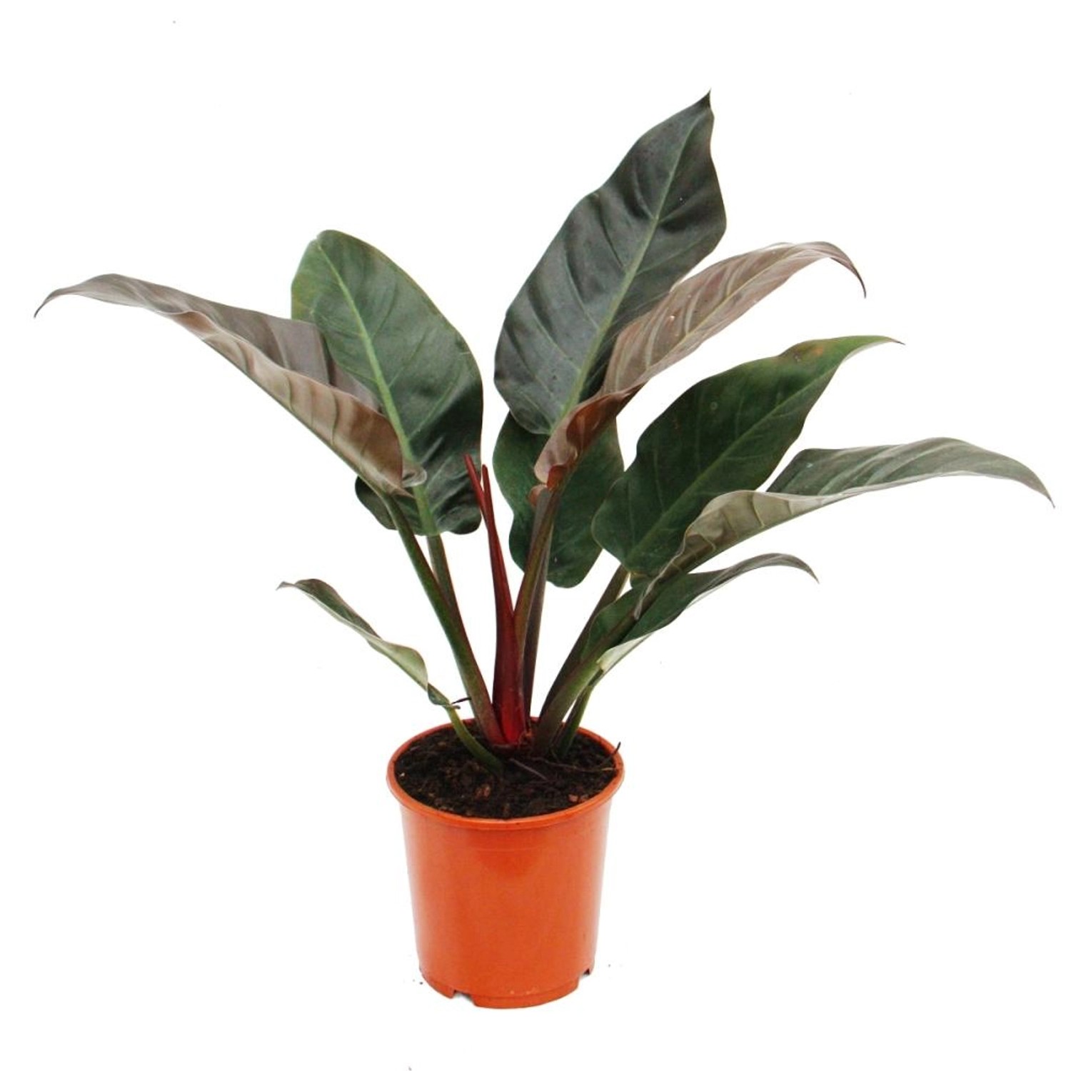 Exotenherz Philodendron Imperial Red 19cm Topf günstig online kaufen