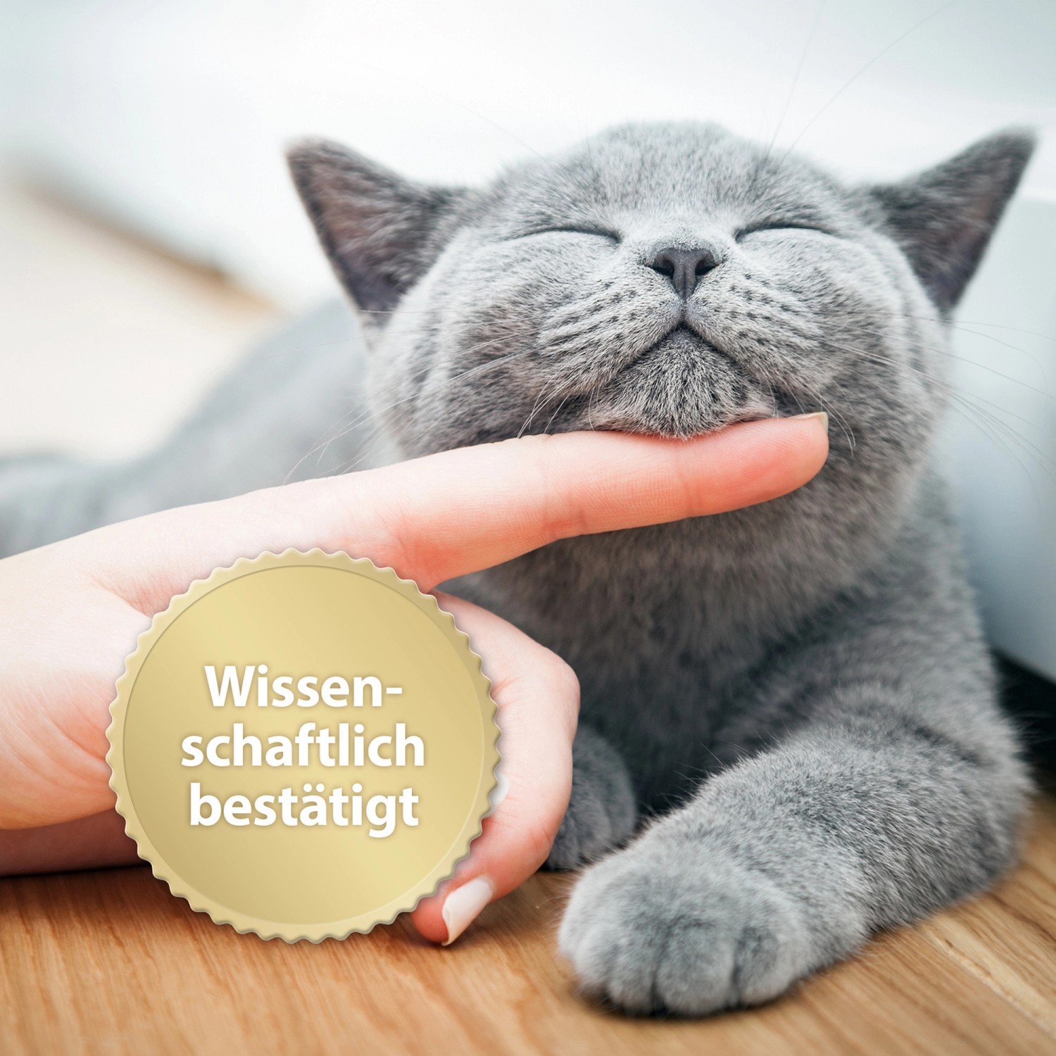 Entspannte graue Katze genießt Zuwendung, Felisept Katzenspray für Wohlbefinden.