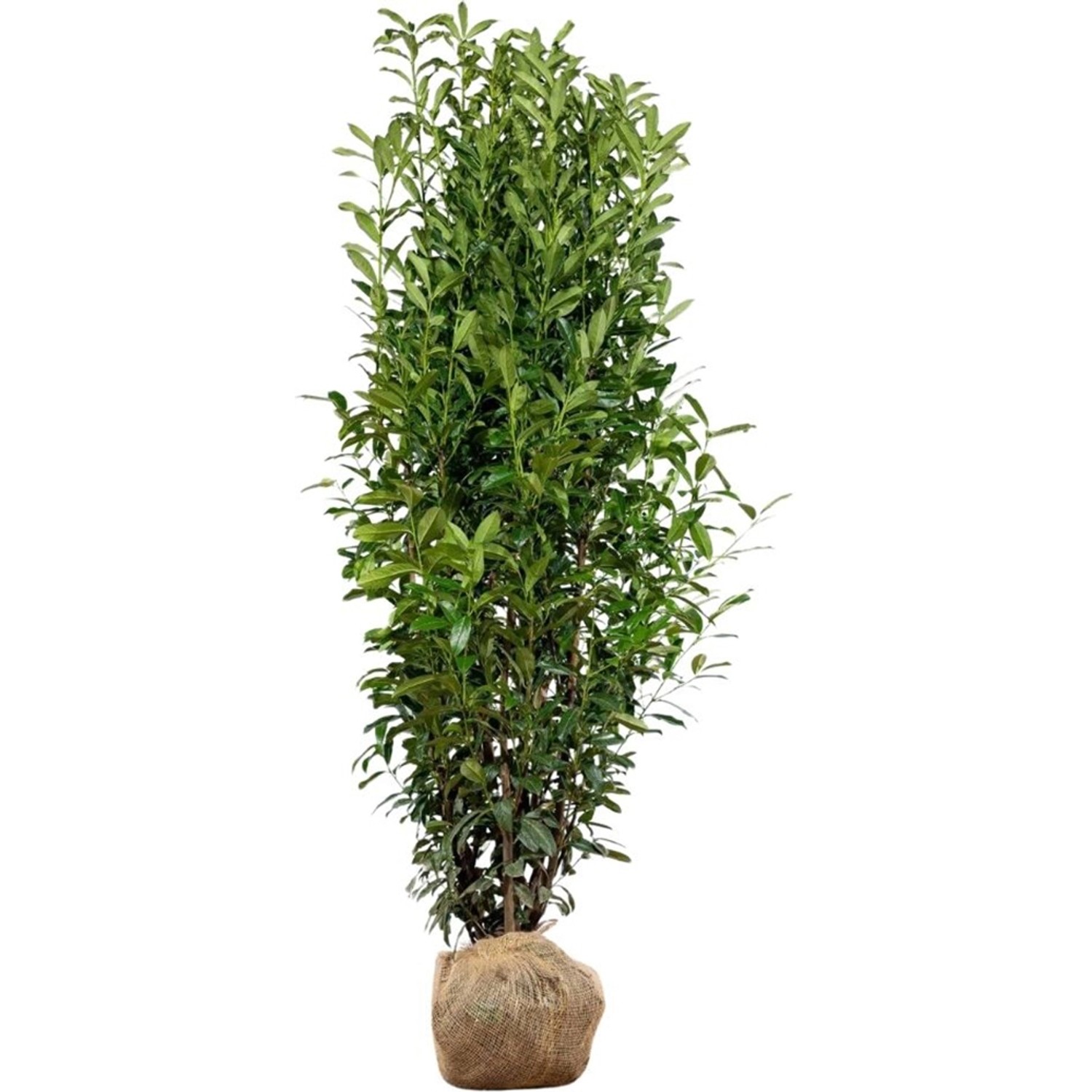 Kirschlorbeer Genolia Set à 8 Stück Höhe ca. 200 - 225 cm Prunus laurocerasus