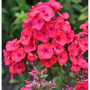 Hohe Flammenblume Raving Beauty - Phlox paniculata