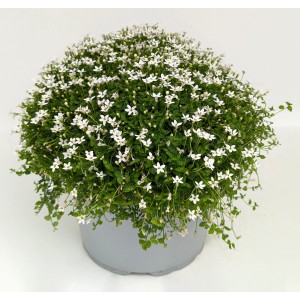 Blauer Bubikopf (Isotoma fluviatilis) im Topf, eine attraktive Blühpflanze für Beet und Garten.