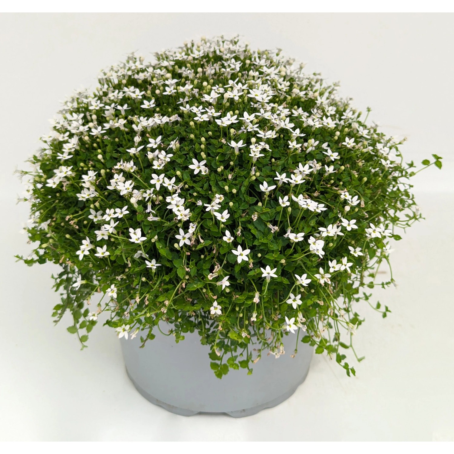 Isotoma Fluviatilis kaufen bei OBI