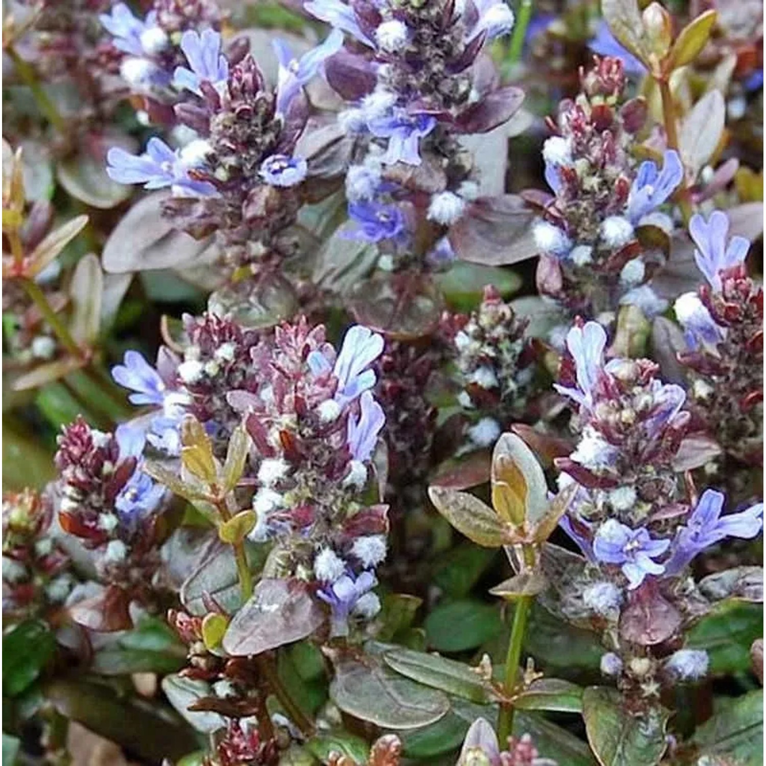 Günsel Chocolate Chip - Ajuga reptans