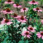 Roter Sonnenhut 'Vintage Wine': Echinacea Purpurea mit weinroten Blüten im 11x11 cm Topf.