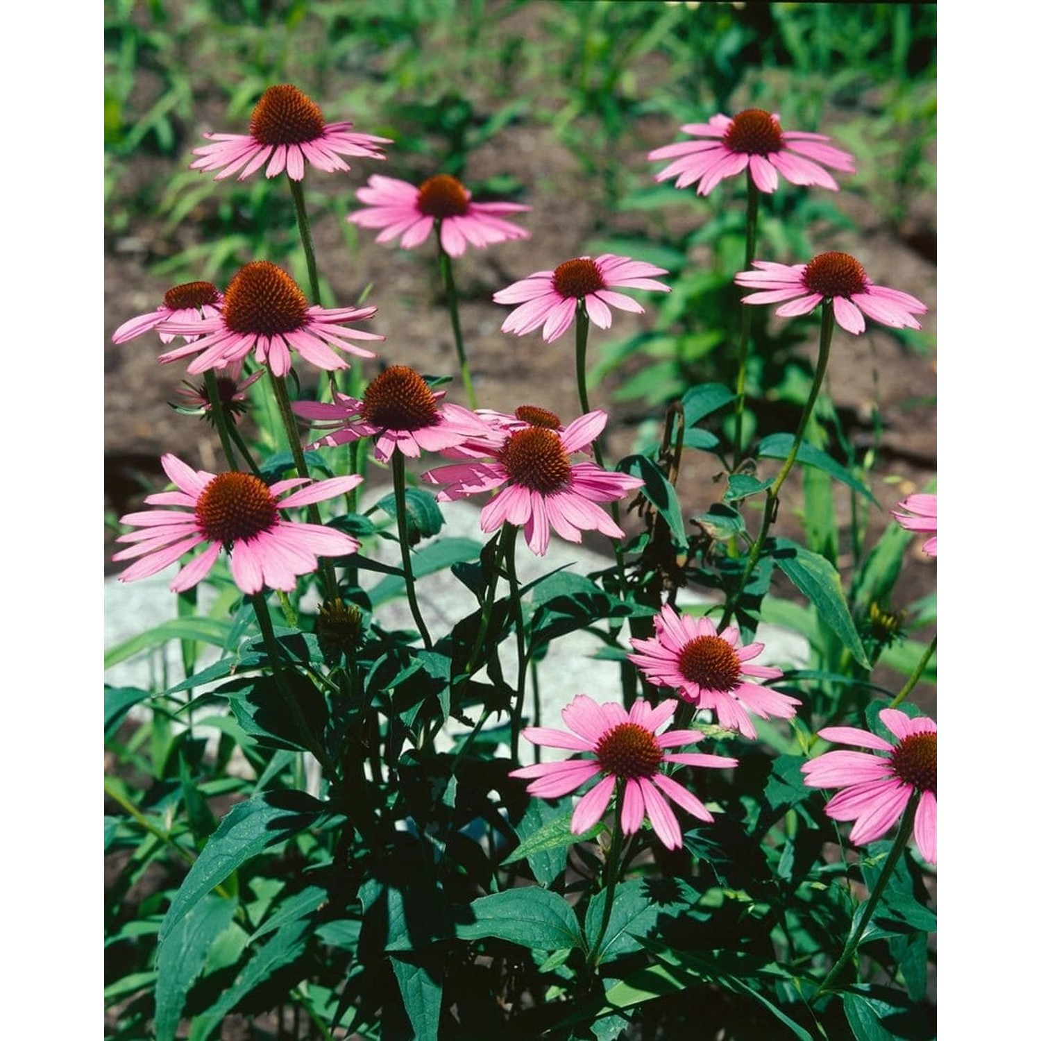 Echinacea Purpurea Vintage Wine R Roter Sonnenhut Ca. 11x11 cm Topf günstig online kaufen
