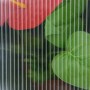 Gerippte, transparente Kunststoffplatten des Outsunny Gewächshauses. Rote Blume und grüne Blätter dahinter.