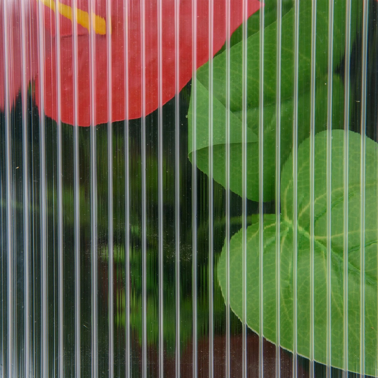 Gerippte, transparente Kunststoffplatten des Outsunny Gewächshauses. Rote Blume und grüne Blätter dahinter.