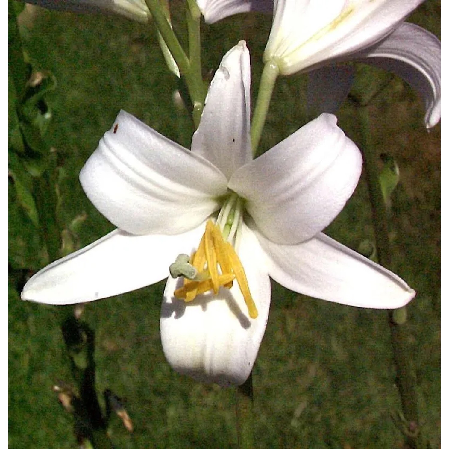 Madonnenlilie - Lilium candidum