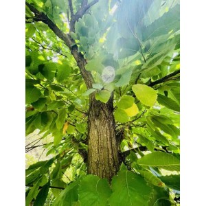 Baumfink Edelkastanie im Topf, ca. 100-150cm hoch, mit grünen Blättern.