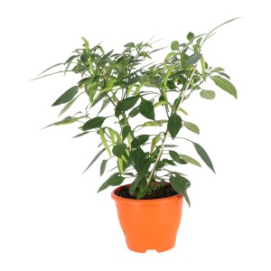 Gemüsepflanze im Topf (Ø 14 cm) mit grünen Früchten, ideal für Balkon und Terrasse.