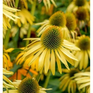 Gelber Sonnenhut 'Sunrise' (Echinacea purpurea), eine blühende Staude für den Garten.