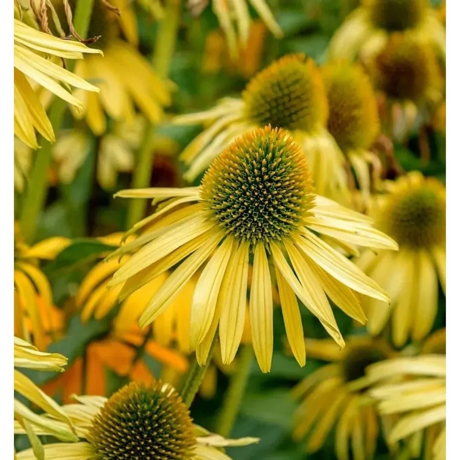 Gelber Sonnenhut 'Sunrise' (Echinacea purpurea), eine blühende Staude für den Garten.