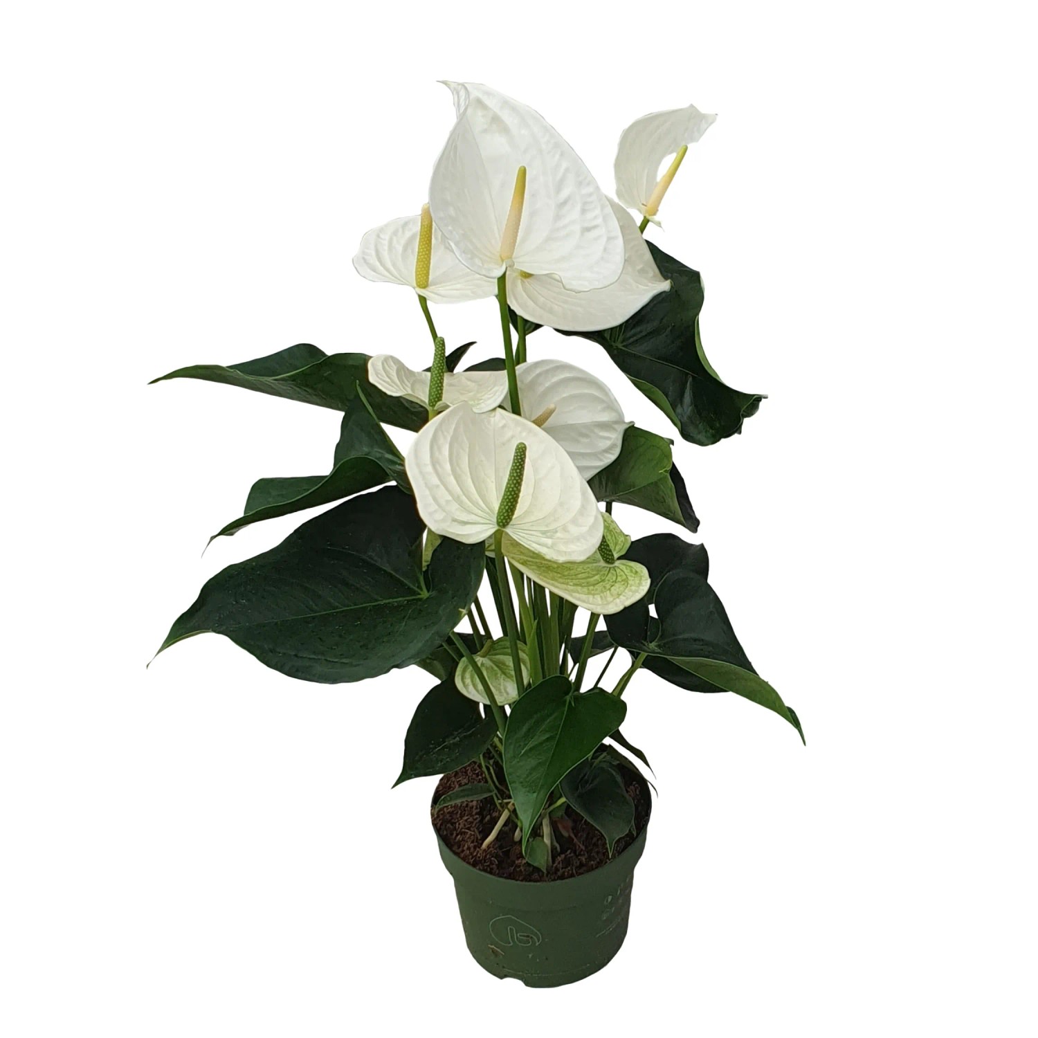 Plant In A Box Flamingoblume Anthurium 'Alaska White' Höhe 55cm Ø17 Weiß