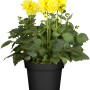 Gelbe Dahlie im Topf, ca. 10-20 cm hoch, Topf-Ø ca. 17 cm. Sommerblüher für Beet und Kübel.