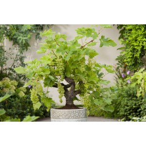 Weinrebe im Topf mit grünen Trauben, ca. 80-100cm hoch. Ideal für Garten und Balkon.