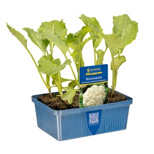 Kiepenkerl Blumenkohl in 6er Schale, junge Pflanze mit Etikett in blauer Anzuchtschale.