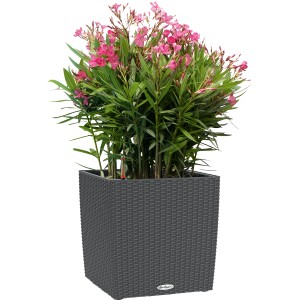 Lechuza Cube Cottage 40 Pflanzkübel in Granit mit Oleander bepflanzt.