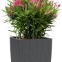 Lechuza Cube Cottage 40 Pflanzkübel in Granit mit Oleander bepflanzt.