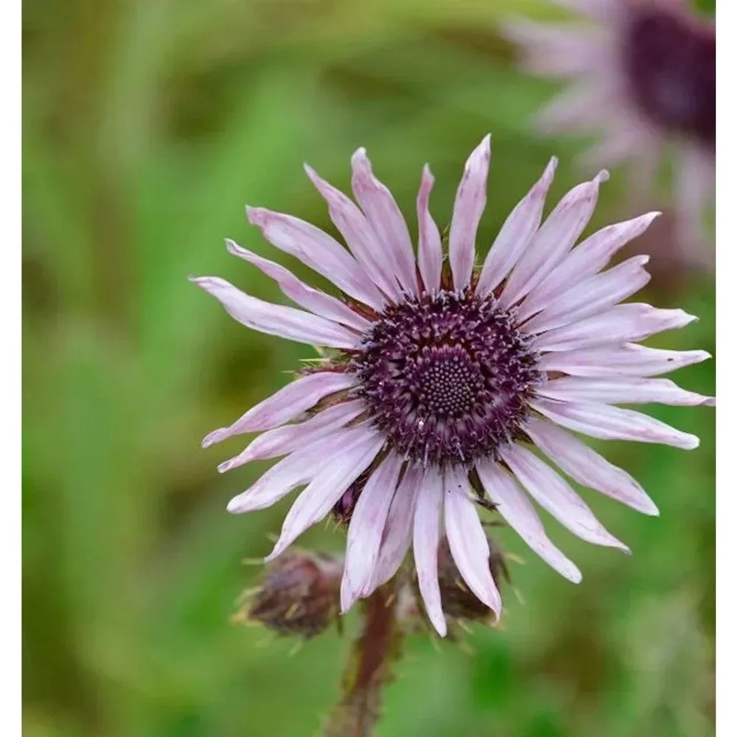 Südafrikanische Purpur Distel - Berkheya purpurea_2