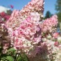 Rispenhortensie 'Sundae Fraise' mit cremeweißen und rosa Blüten im Garten.