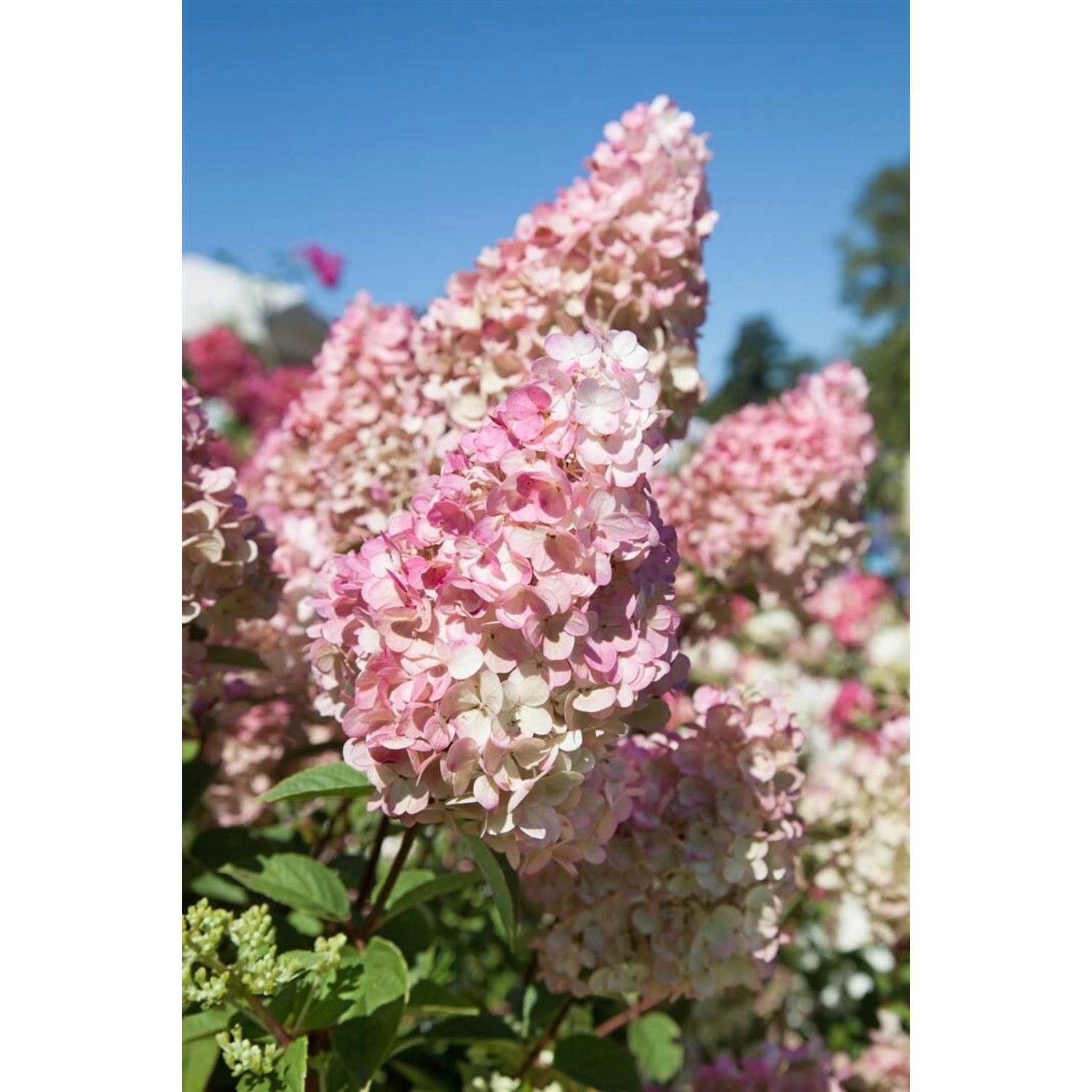 Hydrangea Paniculata Rispenhortensie Sundae Fraise R 60-80 cm günstig online kaufen