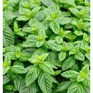 Nahaufnahme der grünen Blätter der krausen Minze (Mentha spicata).