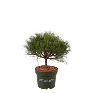 Kompakte Schwarzkiefer 'Marie Bregeon' im Topf, ca. 25-30 cm hoch. Zwergkonifere mit hellgrünen Nadeln.