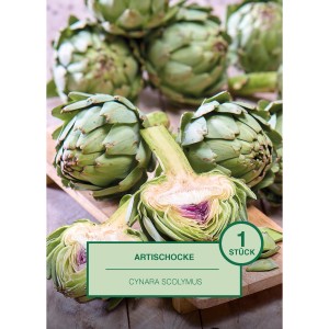 Frische Artischocken, eine halbiert, auf Holzbrett. Cynara scolymus.