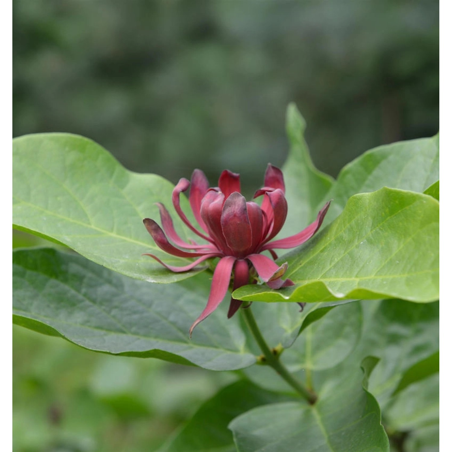 Gewürzstrauch 60-80cm - Calycanthus floridus günstig online kaufen