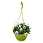 Hängende Horn-Veilchen Ampel mit weißen Blüten im grünen Topf. Ideal für Balkon und Terrasse.