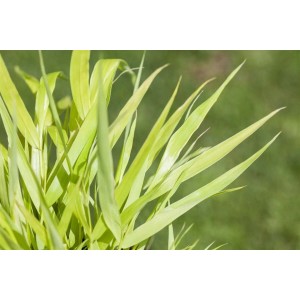 Goldgelbes Japanisches Waldgras (Hakonechloa) im Topf, Ziergras für schattige Gärten.