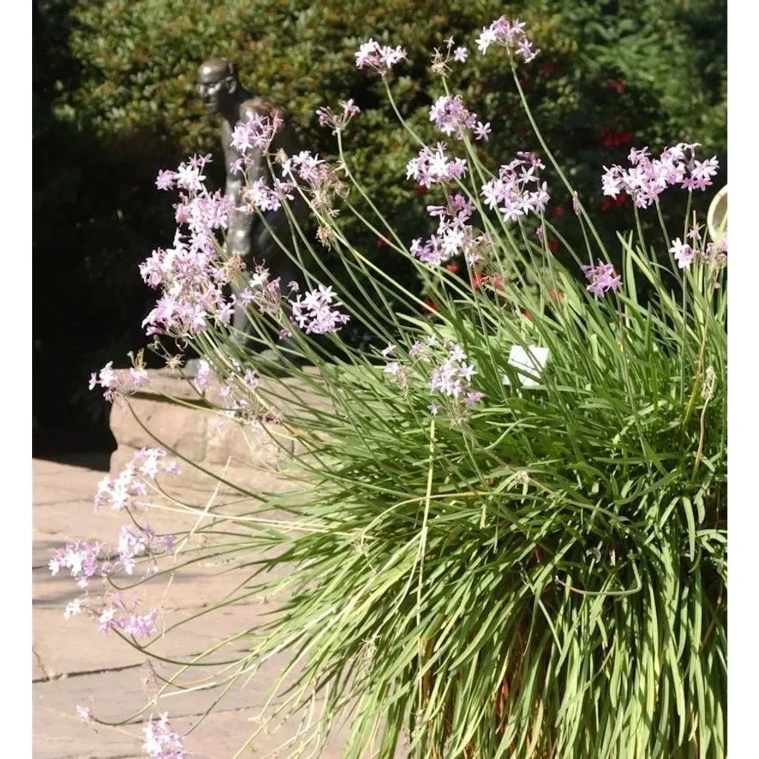 Zimmerknoblauch Variegata - Tulbaghia violacea