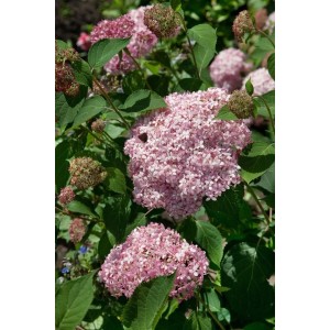 Rosa Schneeballhortensie 'Pink Annabelle' (80-100cm) mit üppigen Blüten im Garten.