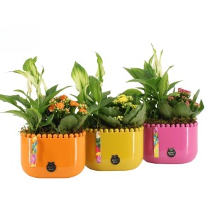 Drei dekorative Zimmerpflanzen-Arrangements in bunten Keramiktöpfen (Ø 14 cm) mit Kalanchoe und Einblatt.