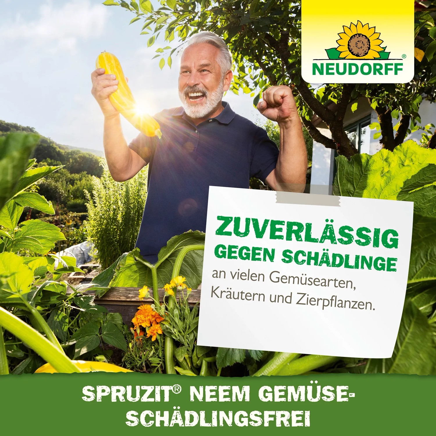 Mann freut sich über Zucchini im Garten, geschützt durch Neudorff Spruzit NEEM GemüseSchädlingsfrei.