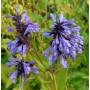 Nahaufnahme der Sibirischen Katzenminze (Nepeta sibirica) mit blauen Blüten.