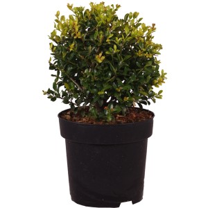 Japanische Stechpalme 'Golden Gem' als Kugel im Topf, ca. 15cm hoch.