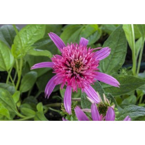 Nahaufnahme des pinken, gefüllten Purpursonnenhuts 'Pink Double Delight' im Topf. Bienenfreundliche Staude.