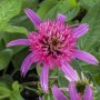 Nahaufnahme des pinken, gefüllten Purpursonnenhuts 'Pink Double Delight' im Topf. Bienenfreundliche Staude.