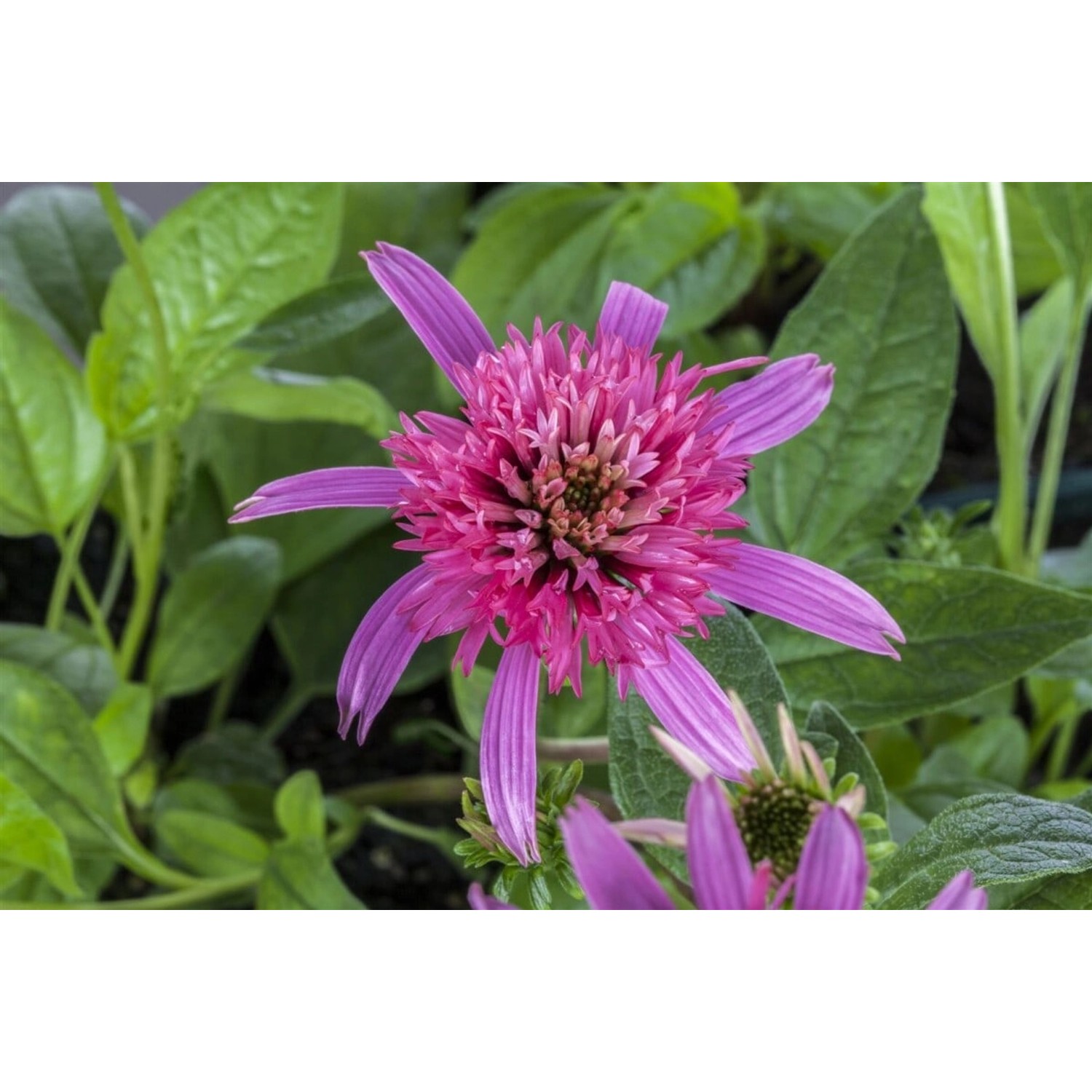 Echinacea Purpurea Pink Double Delight R Purpursonnenhut Ca. 11x11 cm Topf günstig online kaufen