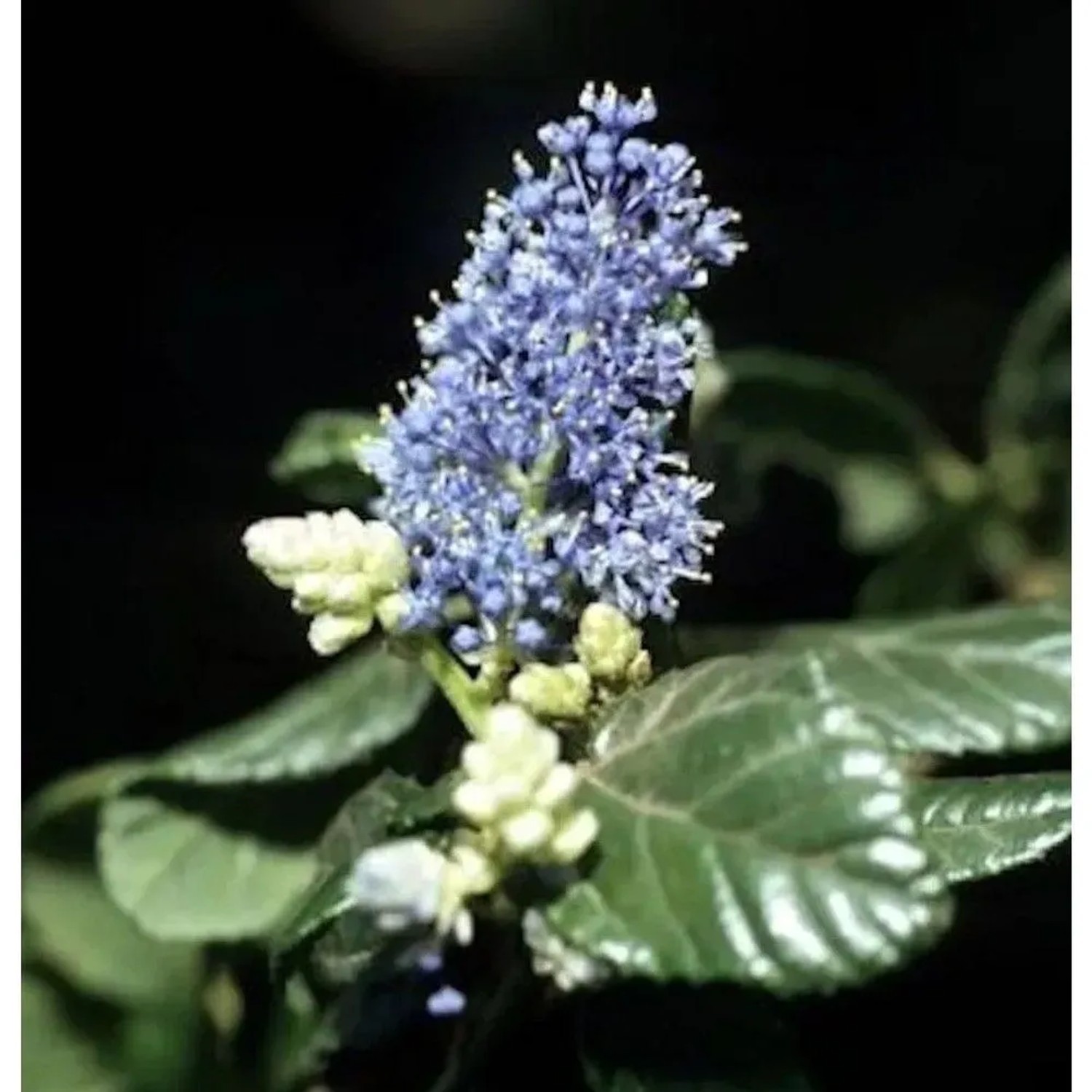 Hochstamm Säckelblume Victoria 60-80cm - Ceanothus impressus