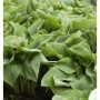 Blaublattfunkie - Hosta sieboldiana