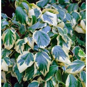 Gelbbunter Kaukasischer Strauch Efeu (Hedera colchica) mit grün-gelb panaschierten Blättern.