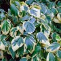 Gelbbunter Kaukasischer Strauch Efeu (Hedera colchica) mit grün-gelb panaschierten Blättern.