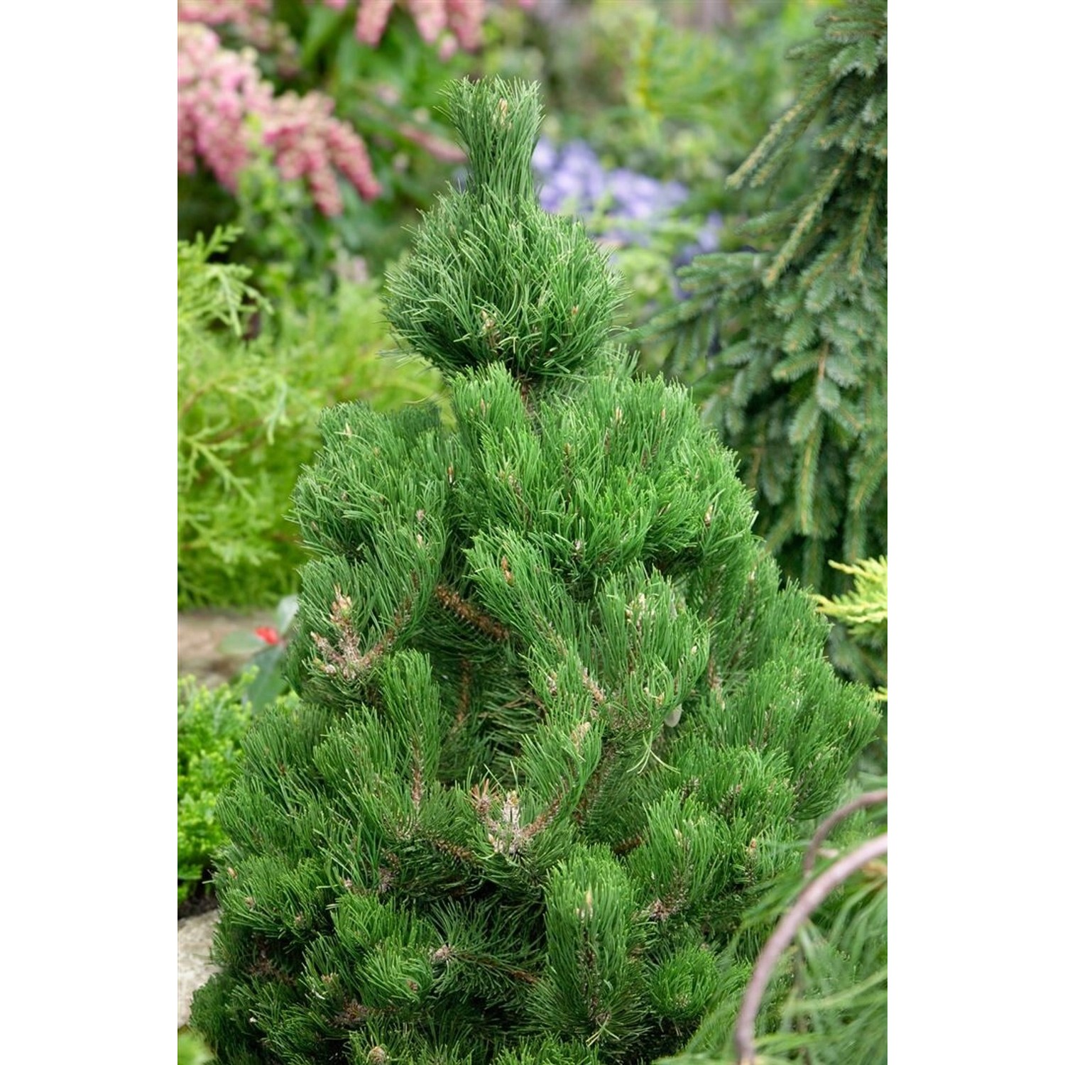 Immergrüne Schwarzkiefer 'Oregon Green' (80-100cm) als Hausbaum mit dichtem, grünem Nadelkleid.