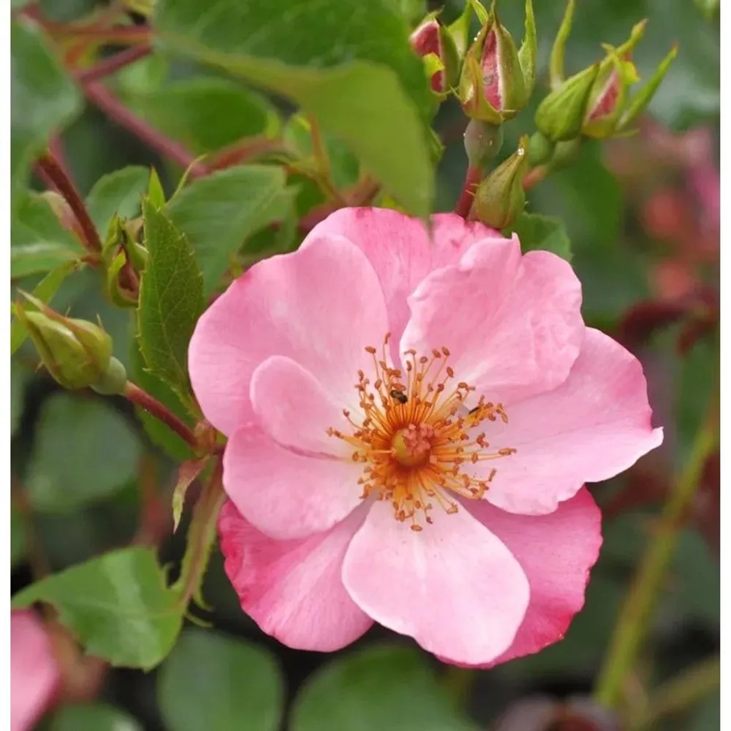 Strauchrose Felicitas 30-60cm