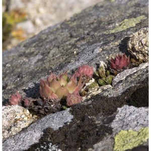 Hauswurz - Sempervivum tectorum