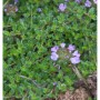 Dichter Teppich Thymian (Thymus cherlerioides) mit kleinen, grünen Blättern und zarten lila Blüten. Ideal für Stauden.