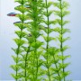 Tetra DecoArt Plant L Ambulia, naturgetreue Kunstpflanze für Aquarien.